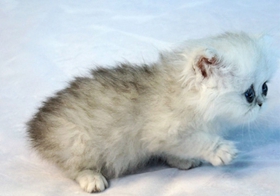 金吉拉貓眼睛受傷怎么處理 金吉拉貓眼睛受傷處理方法