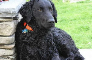 卷毛尋回犬患耳螨怎么治 卷毛尋回犬耳螨防治措施