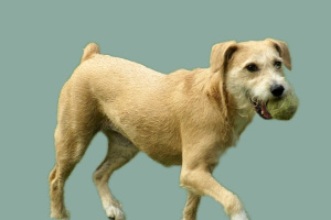 如何訓(xùn)練狗狗撿東西