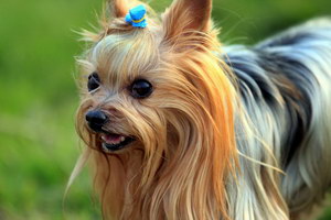 約克夏梗掉毛程度如何 約克夏梗掉毛怎么辦