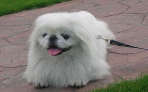 京巴狗怎么養(yǎng) 京巴犬飼養(yǎng)護(hù)理方法