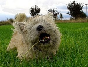 凱恩梗耳朵發(fā)炎怎么治療 耳朵發(fā)炎治療方法