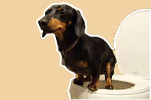 如何訓(xùn)練狗狗大小便