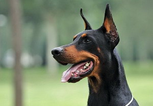 杜賓犬為什么要剪耳 杜賓犬剪耳朵的原因