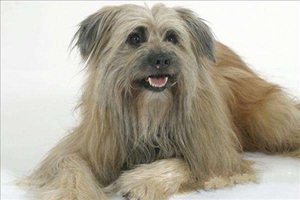 比利牛斯牧羊犬有跳蚤怎么辦