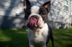 波士頓梗拉肚子怎么處理 波士頓梗拉稀治療方法