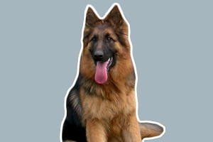 德國(guó)牧羊犬怎樣訓(xùn)練大小便