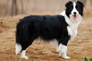 邊境牧羊犬訓(xùn)練撿球步驟有哪些