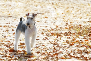 怎么解決剛毛獵狐梗尿失禁 剛毛獵狐梗尿失禁解決方法