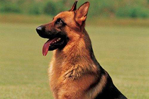 德牧訓(xùn)練坐下方法是什么