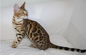 熱帶草原貓得了貓癬怎么治療 貓癬治療方法