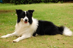 如何訓(xùn)練邊境牧羊犬握手