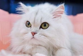 金吉拉貓?jiān)趺聪炊?金吉拉貓洗耳朵步驟