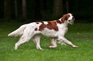 愛爾蘭紅白雪達(dá)犬咳嗽怎么辦 咳嗽治療方法