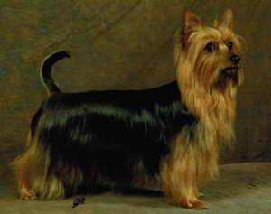 澳大利亞梗暈車有什么癥狀 澳洲梗暈車癥狀及治療