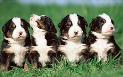 幼犬奶粉怎么喂 幼犬喂奶粉一天幾頓