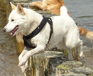 卡南犬腎病有什么癥狀 卡南犬腎病癥狀介紹