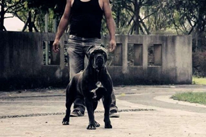 護(hù)衛(wèi)犬怎么訓(xùn)練撲咬