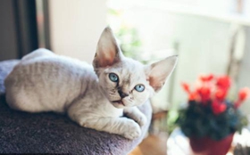 德文卷毛貓感冒吃什么藥 德文卷毛貓感冒用藥介紹