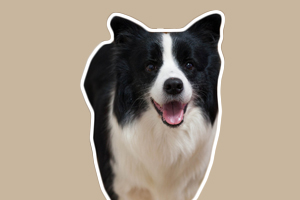 怎樣訓(xùn)練邊境牧羊犬大小便