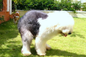 古牧犬怎么養(yǎng) 古代牧羊犬飼養(yǎng)方法