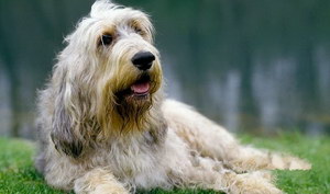 奧達(dá)獵犬感冒吃什么藥 獵水獺犬感冒照顧方法