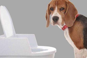 怎么訓(xùn)練狗狗大小便