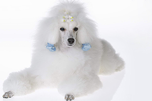 貴賓犬訓練趴下方法