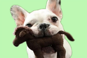 怎么訓(xùn)練狗搜索