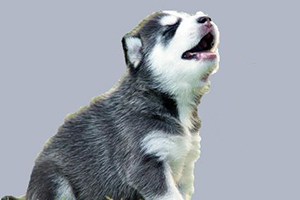 哈士奇幼犬晚上叫怎么辦