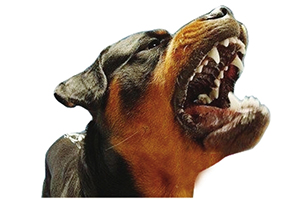 怎么訓練狗狗不咬人