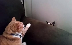 雪鞋貓脫肛如何治療 直腸脫治療方法