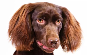 博伊金獵犬得了胰腺炎有什么癥狀 胰腺炎癥狀介紹