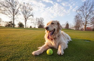 怎么訓(xùn)練拉布拉多裝死 拉布拉多裝死訓(xùn)練心得
