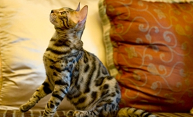 埃及貓感冒了吃什么藥 埃及貓感冒用藥介紹