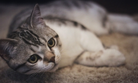 美國短尾貓嘔吐怎么辦 細心觀察嘔吐物找病因