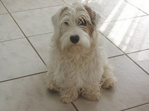 錫利哈姆梗隨行怎么訓(xùn)練 錫利哈姆梗出門隨行訓(xùn)練方法