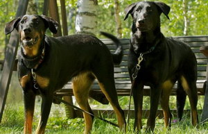 法國(guó)狼犬嘔吐怎么辦 法國(guó)狼犬嘔吐不吃東西解決辦法