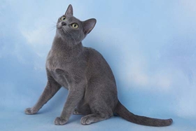 科拉特貓貓瘟怎么治療 貓瘟隔離治療方法