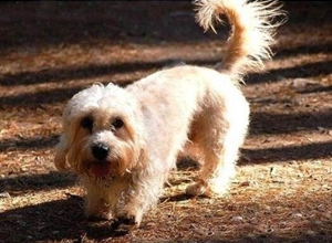 短腳長身梗中暑怎么辦 短腳長身梗中暑治療方法