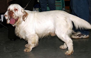 西班牙小獵犬怎么訓練 西班牙小獵犬訓練方法