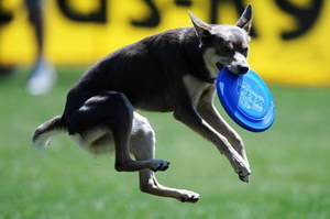 狗狗接飛盤怎么訓(xùn)練