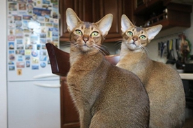 阿比西尼亞貓有血尿怎么回事 阿比西尼亞貓血尿原因