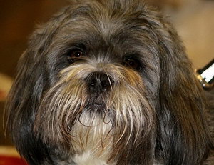 拉薩犬發(fā)燒怎么解決 拉薩犬發(fā)燒處理方案