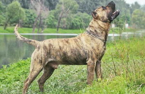 加納利犬鼻子干怎么處理 西班牙加納利犬鼻子干處理辦法