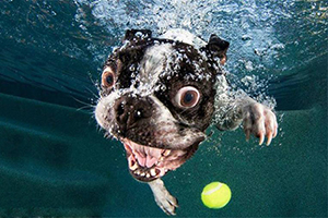 怎么訓(xùn)練狗狗撿球