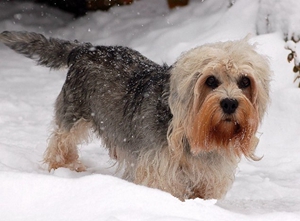 短腳長(zhǎng)身梗皮膚瘙癢怎么辦 短腳長(zhǎng)身梗皮膚瘙癢解決辦法