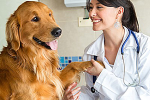 怎么訓(xùn)練狗狗握手