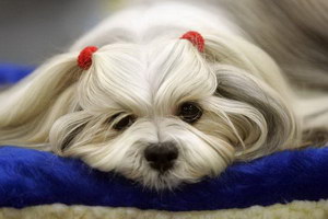 拉薩犬拉稀怎么處理 拉薩犬拉肚子解決方法