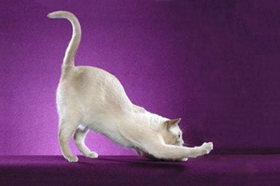 東奇尼貓感冒怎么治療 東奇尼貓感冒治療方法